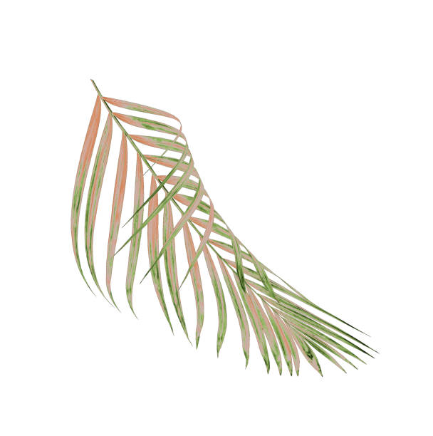 istock Green leaves of palm tree isolated on white background 869743180