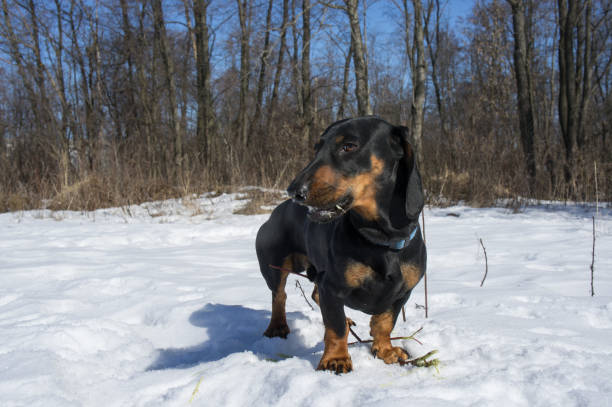istock Black-tanted dachshund gnaws a stick 869746630