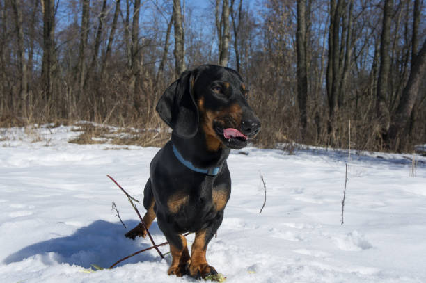 istock Black-tanted dachshund gnaws a stick 869746662