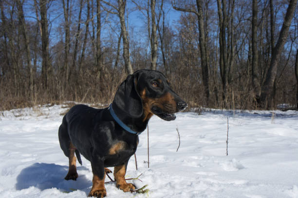istock Black-tanted dachshund gnaws a stick 869746704