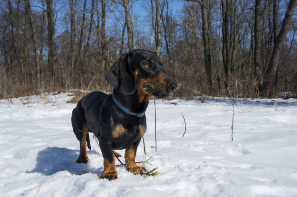 istock Black-tanted dachshund gnaws a stick 869746768