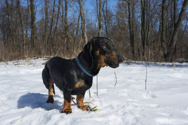 istock Black-tanted dachshund gnaws a stick 869746818