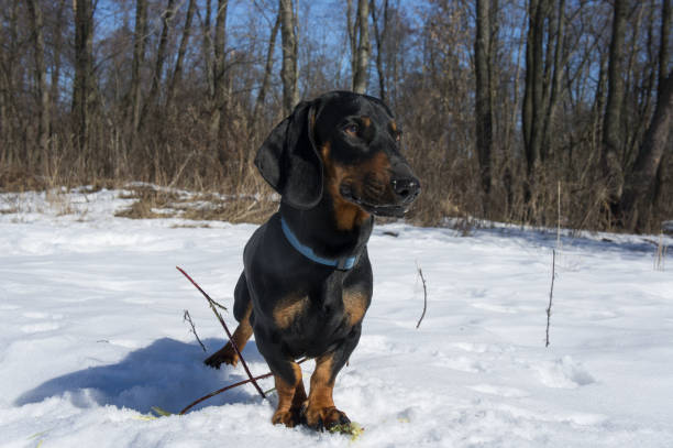 istock Black-tanted dachshund gnaws a stick 869746906