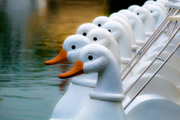 istock Duck pedal boats. 869750018