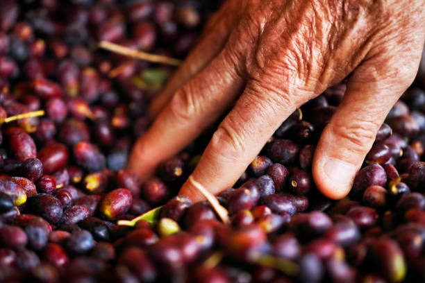 istock Gardener enjoying his black olives harvest 869750706
