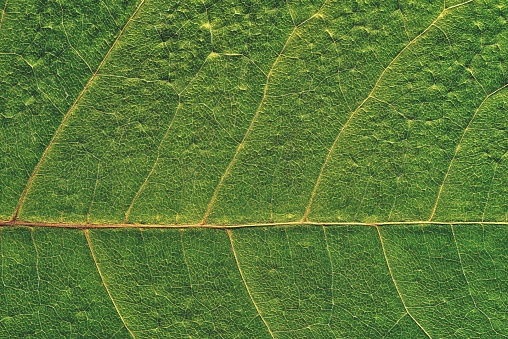 Aerial photo of durian garden, durian tree garden about 5 years old, Hau Giang province, Mekong Delta.