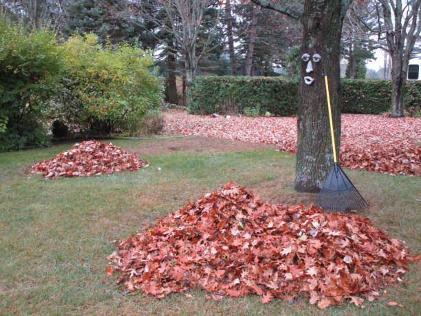 istock Piles of Leaves 869757588