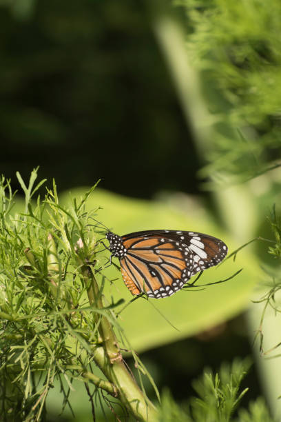 istock A beautiful butterfly in the garden 869758952