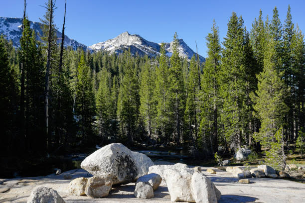 The beautiful wilderness of the rugged Yosemite National Park landscape with snowcapped mountains in the background.