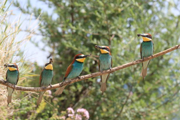 istock European bee-eater Baden Wuerttemberg 869762614