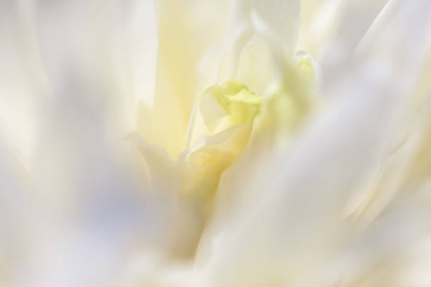 istock Close up of pale peony flower. 869765826