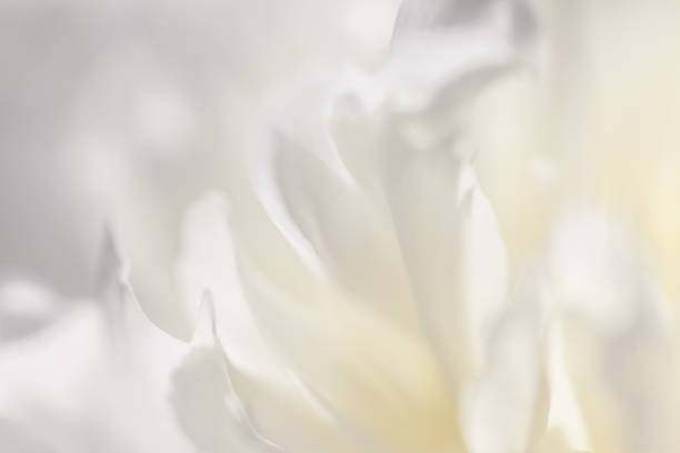 istock Close up of white flower petal, teal, soft dreamy image 869766436
