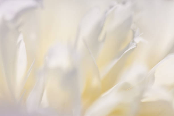 istock Close up of pale peony flower. 869766498