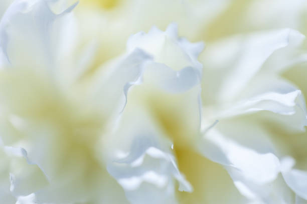 istock Close up of pale peony flower. 869766570