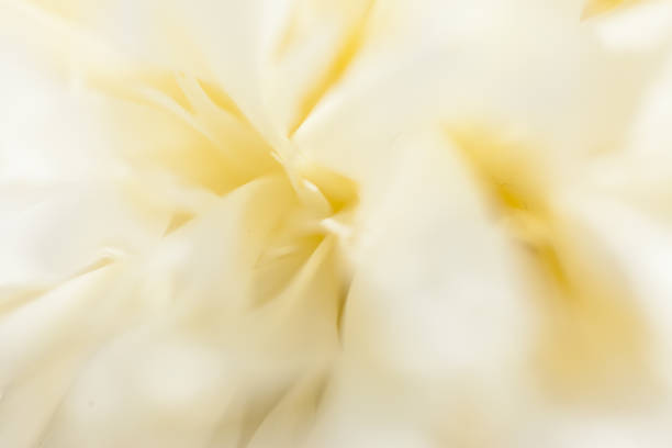 istock Beautiful white peonies in the garden 869766718