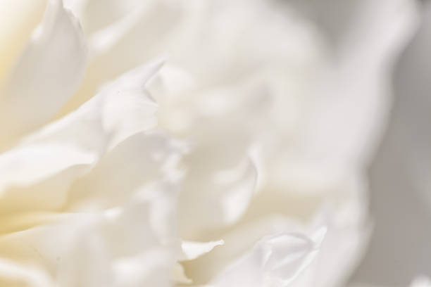 istock Close up of pale peony flower. 869766780