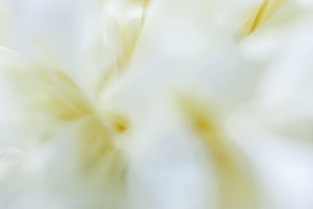 istock Beautiful white peonies in the garden 869769354