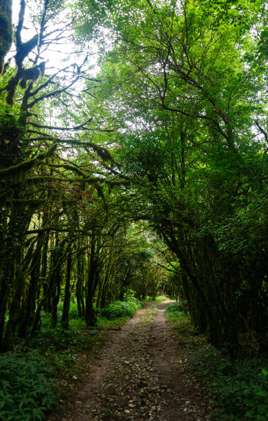istock Mountain trail in sub-tropical,gloomy forest. 869770586