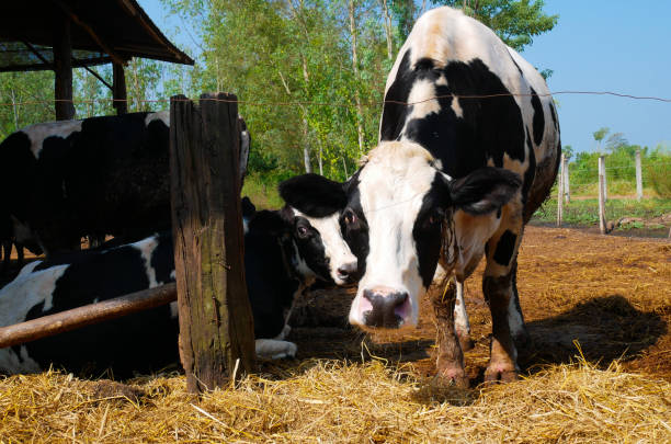 istock Close up group Dairy cow  in farmland. 869771532