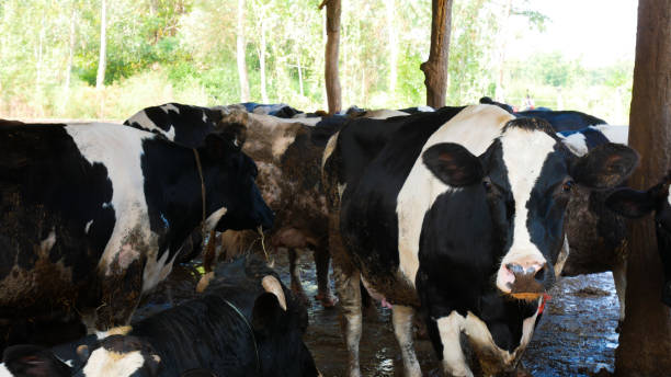 istock Close up group Dairy cow  in farmland. 869771774
