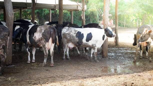 istock Close up group Dairy cow  in farmland. 869772122