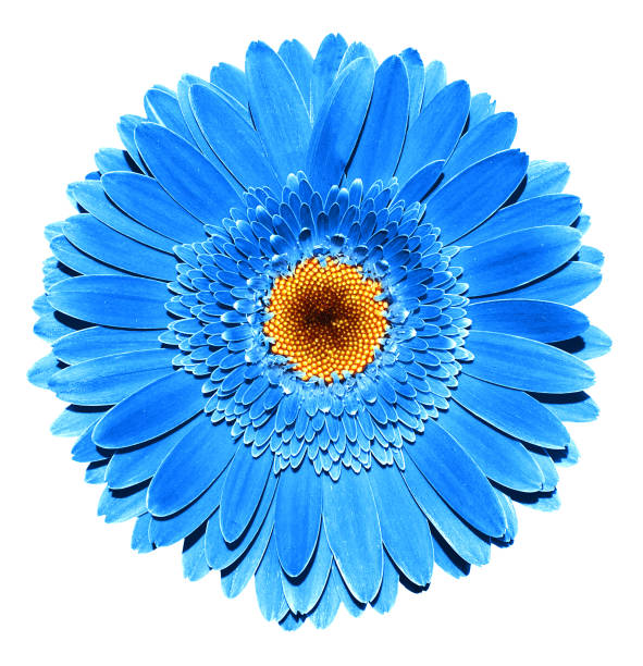 istock Surreal dark chrome blue gerbera flower macro isolated on white 869772282