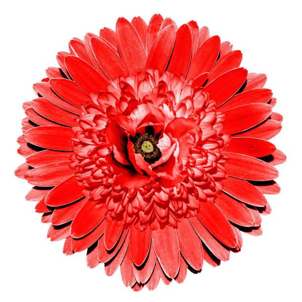 istock Surrealistic fantasy red flower macro isolated on white 869773190