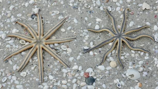 istock Sea Stars lying on the beach 869774182
