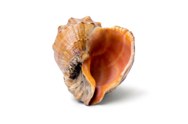 Shell Rapan on a white background Shell Rapan on a white background with shadow unesco organised group photos stock pictures, royalty-free photos & images
