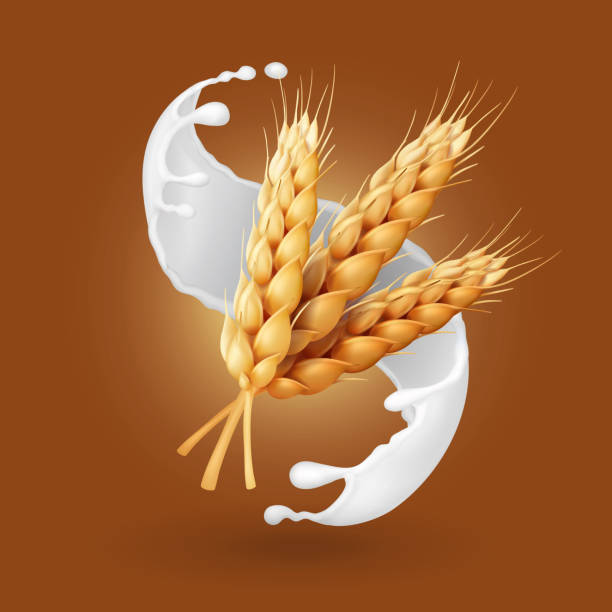 ilustrações de stock, clip art, desenhos animados e ícones de wheat and milk splash. barley cereals in yogurt illustration. realistic vector - dairy farm liquid food and drink splashing