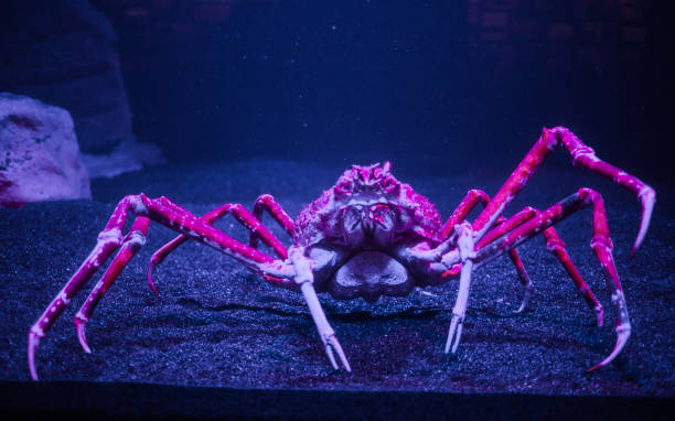istock Giant Spider crab from Japan in an aquarium 869781134