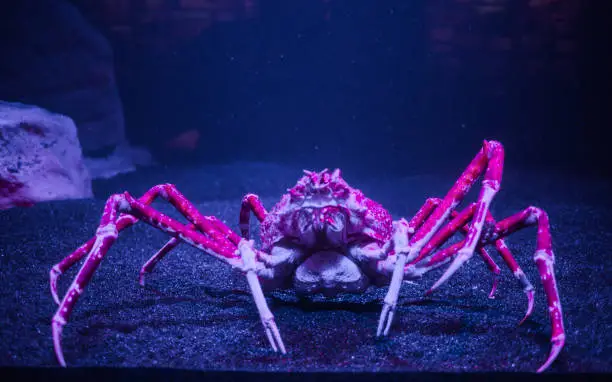 Photo of Giant Spider crab from Japan in an aquarium