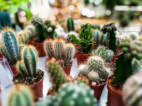 Close up image depicting small cactuses in a row for sale on a market stall outdoors. The cactuses each have their own individual price tag. Focus is on the foreground with the background blurred almost totally out of focus. Room for copy space. Image was shot using a mobile device.