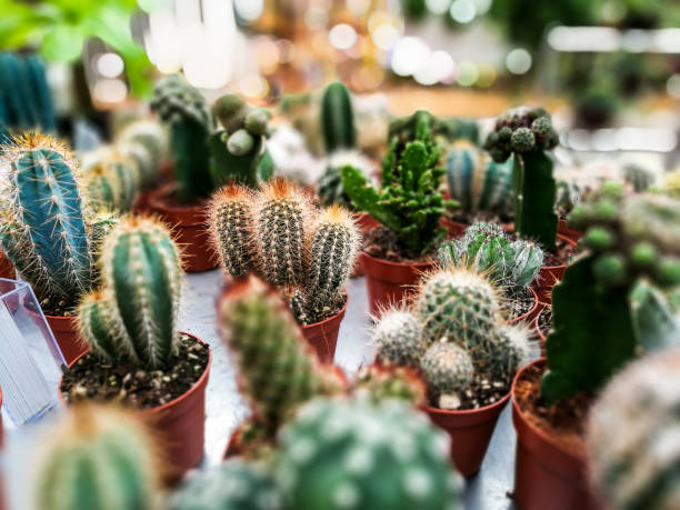 Close up of cactuses in a row for sale at the market Close up image depicting small cactuses in a row for sale on a market stall outdoors. The cactuses each have their own individual price tag. Focus is on the foreground with the background blurred almost totally out of focus. Room for copy space. Image was shot using a mobile device. small Cactus stock pictures, royalty-free photos & images