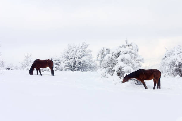 istock winter landscape with brown horses on winter pasture 869786440