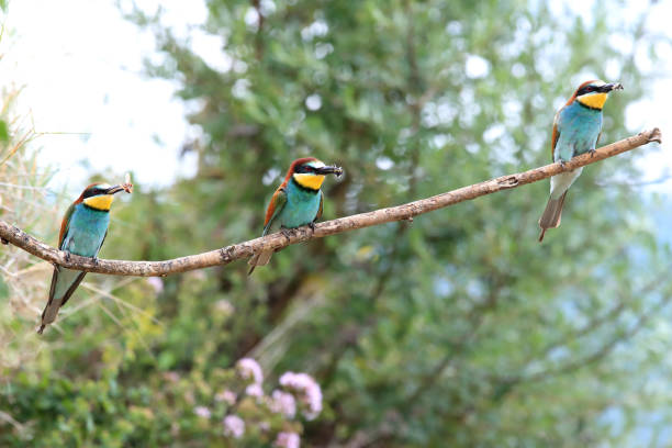 istock European bee-eater Baden Wuerttemberg 869790950