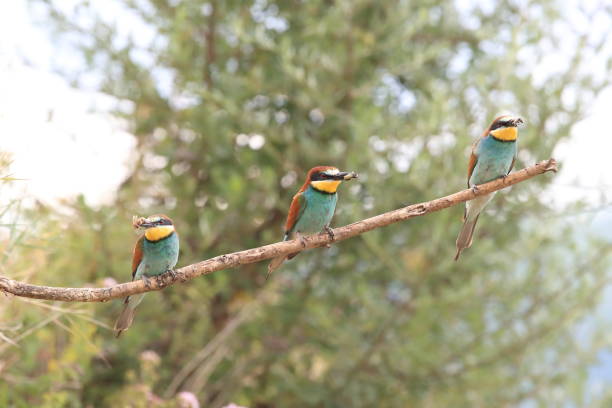 istock European bee-eater Baden Wuerttemberg 869795644