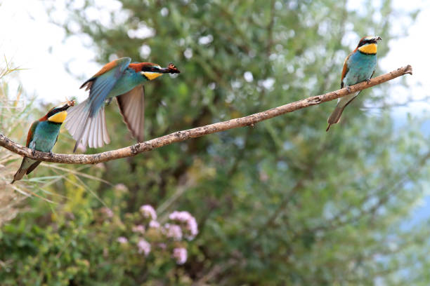 istock European bee-eater Baden Wuerttemberg 869796356