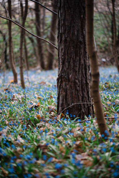 Beautiful Scilla Siberica carpet blossoming in the spring forest