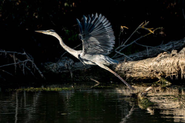 istock Gray Heron flying in the Danube Delta Romania 869801566