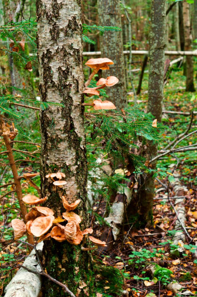 istock mushrooms, honey agaric, tree, parasite, fall, collect 869801672