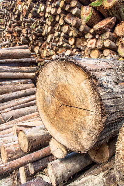 istock Pile of firewood 869801742