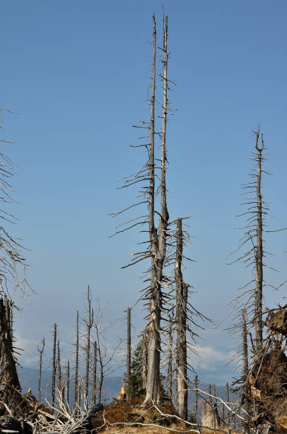 istock Bark beetle region at mount Rachel 869804438