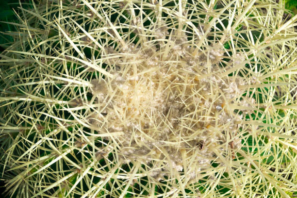 istock Closeup of golden barrel, globe shaped cactus with sharp spines 869806188