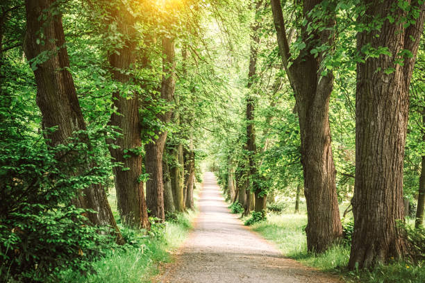 baum gesäumter pfad - prachtstraße stock-fotos und bilder