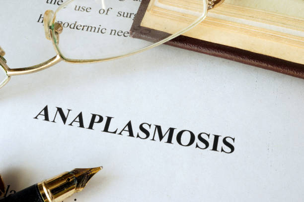 istock Title anaplasmosis disease written on a page. 869808630