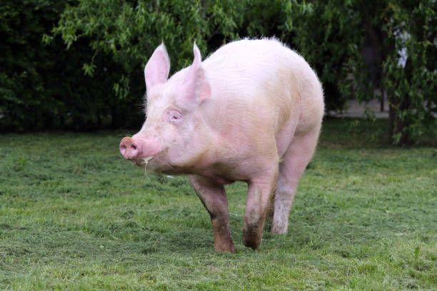 istock Beautiful giant sow runs across on pasture 869808758