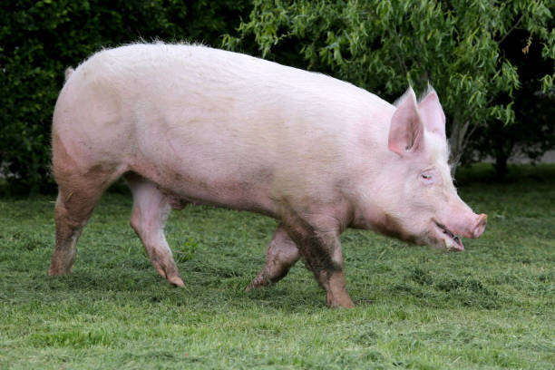 istock Domestic pink colored sow graze on pasture 869808770