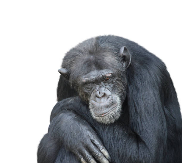 istock Portrait of a sad chimpanzee 869819144