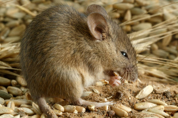 istock Closeup young mouse gnaws the  grain of rye inside storehouse. 869819204